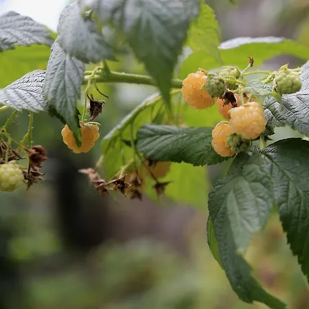 Vignolo Апартаменты *