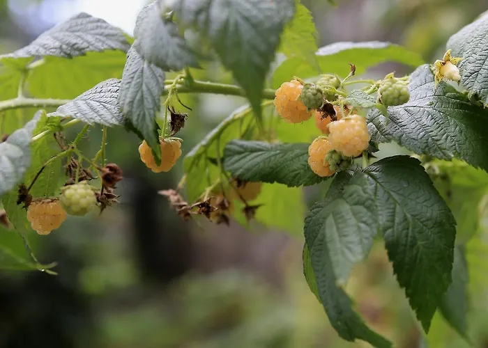 Vignolo Appartement *
