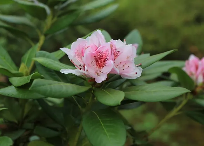 Vignolo 스트레사